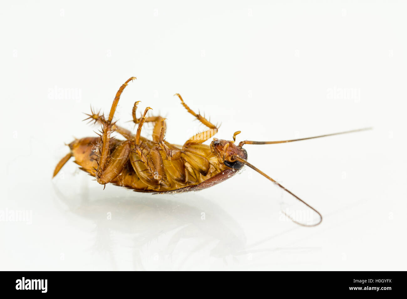 Dying cockroach with lint, upside down on back, with white background and glass reflection. Stock Photo