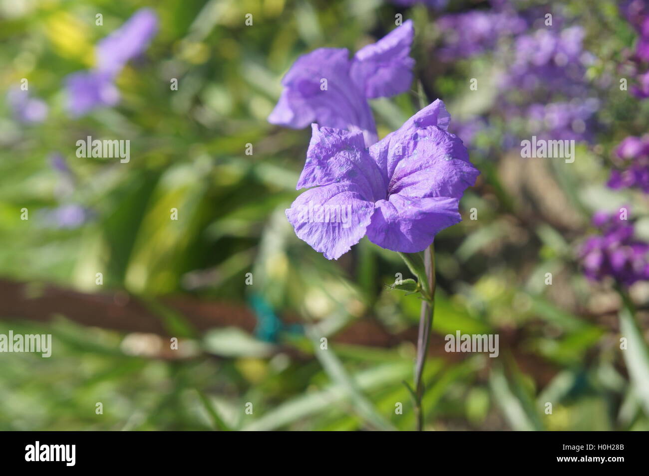 Close up image of a flower Stock Photo