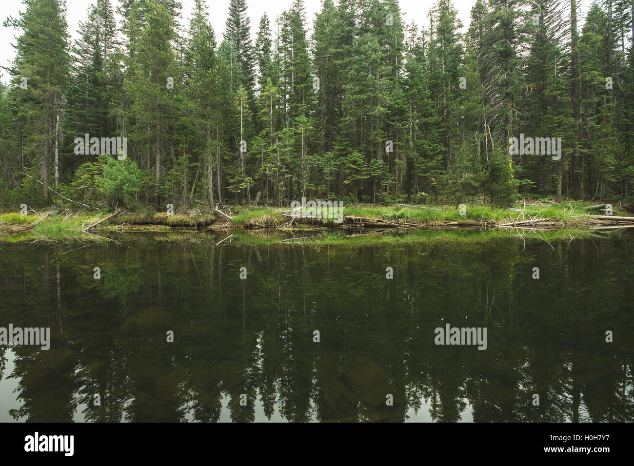 Evergreen trees reflect on the water in California's Yosemite National