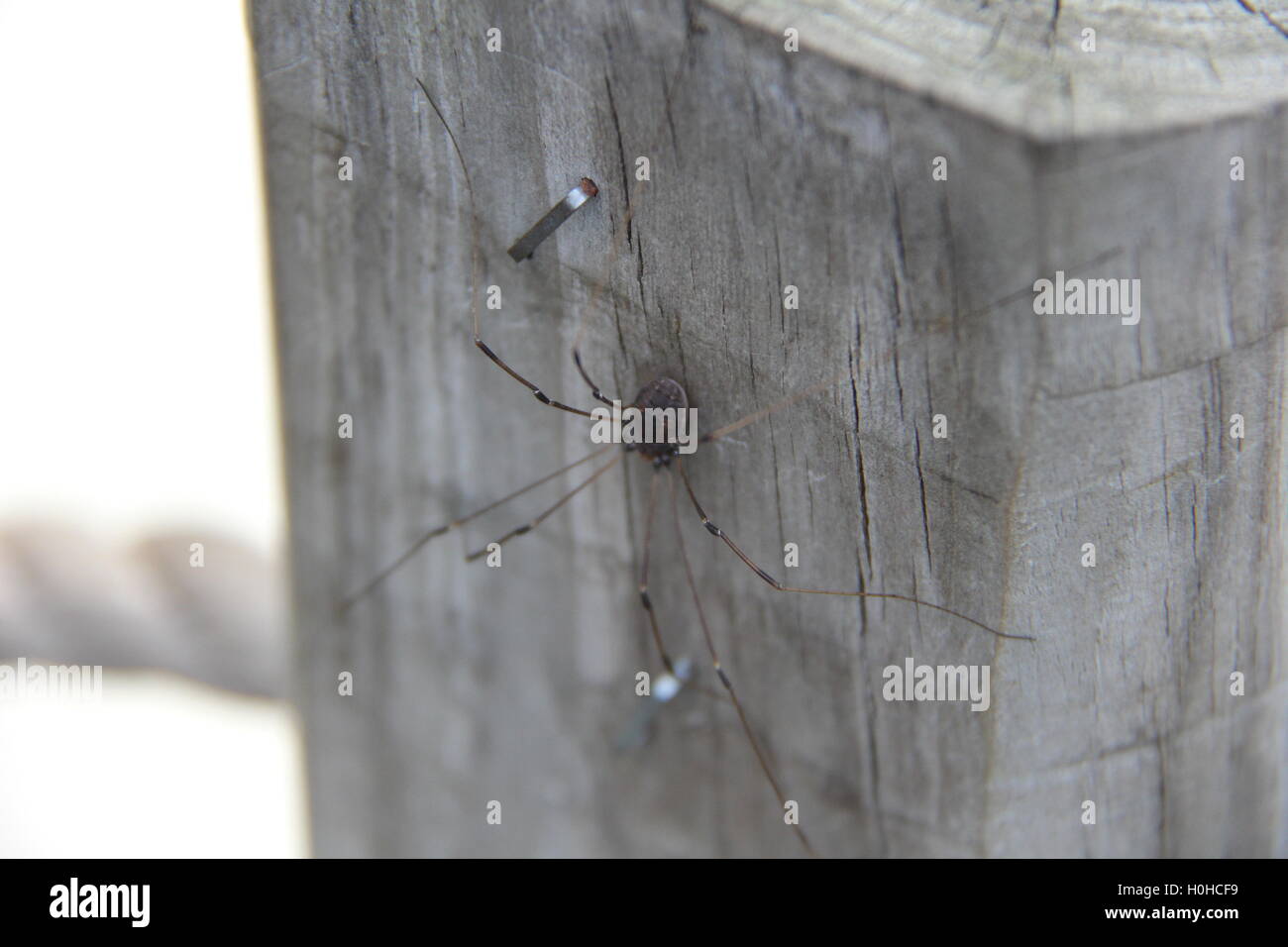 Spider Close Up Stock Photo - Alamy