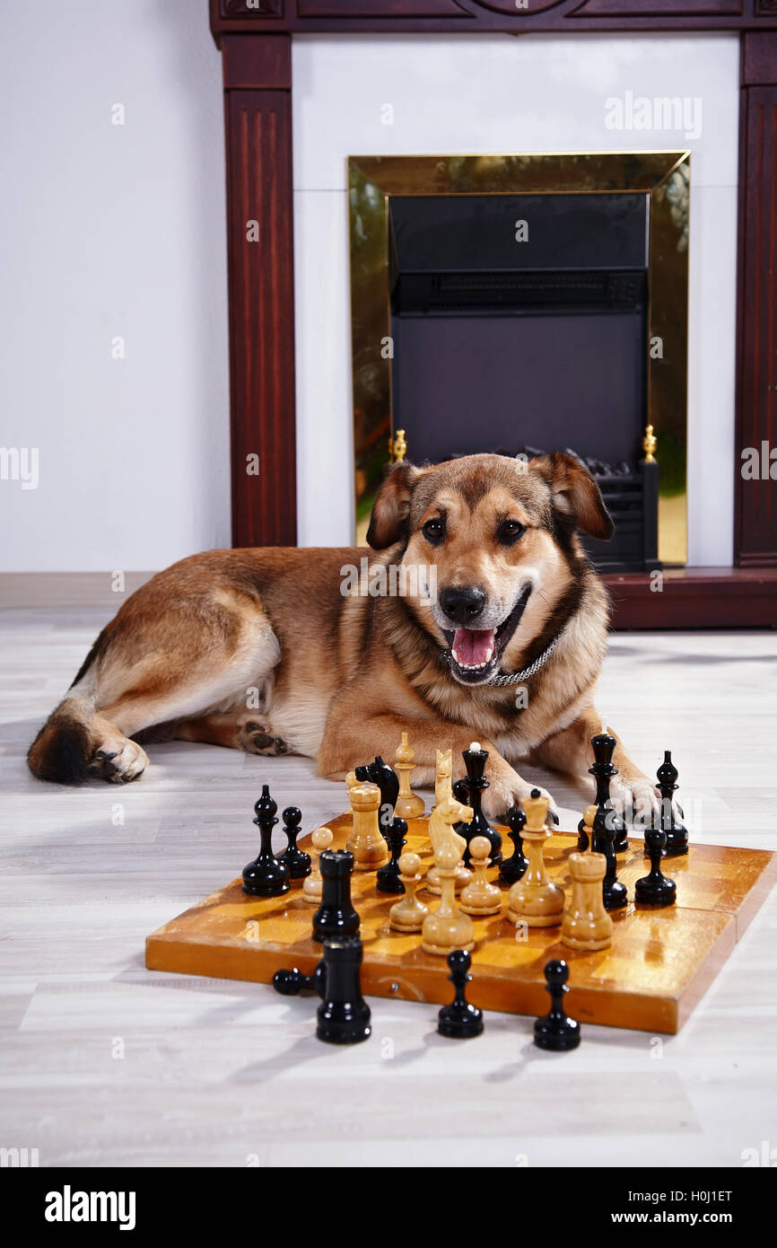 Opponent+In+Chess Photos, Download The BEST Free Opponent+In+Chess Stock  Photos & HD Images