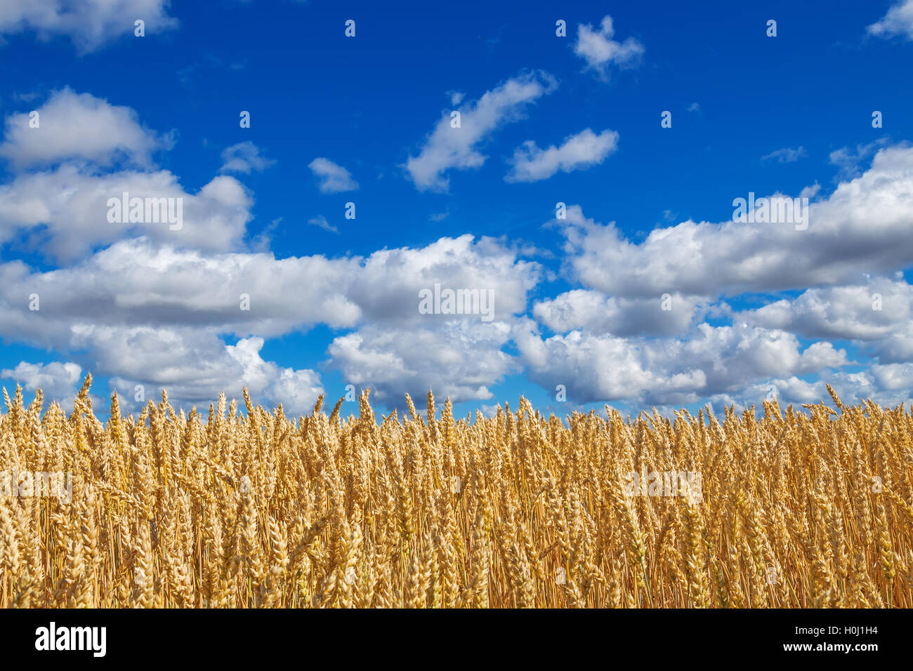 Wheat field under blue sky with clouds Stock Photo - Alamy