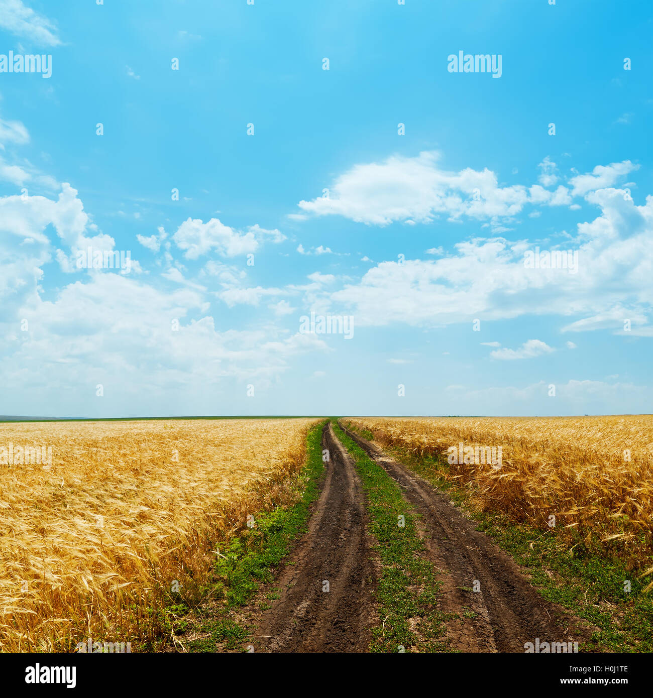 dirty road in golden fields and clouds over it Stock Photo - Alamy