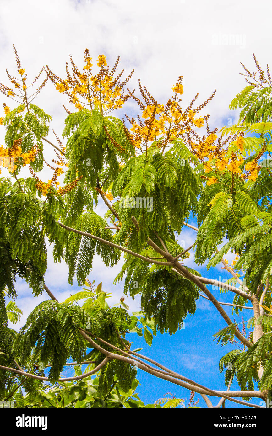 Deciduous trees in exotic countries Stock Photo