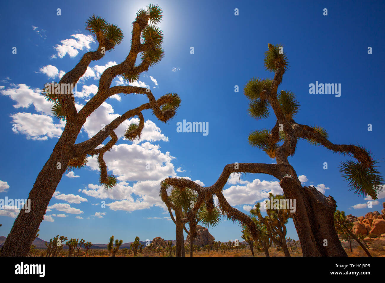 Joshua Tree National Park Yucca Valley Mohave desert California Stock