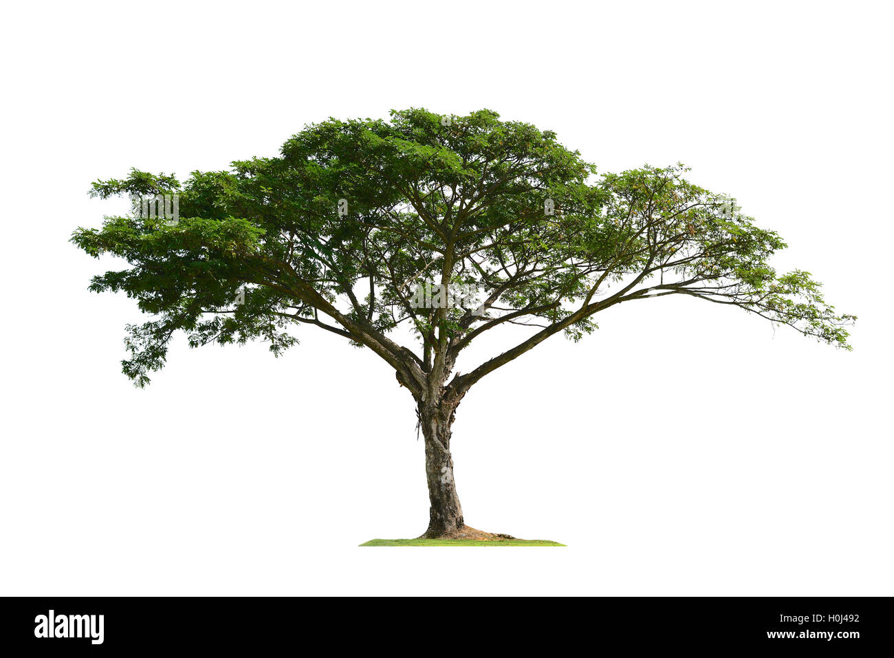Evergreen tree isolated hi-res stock photography and images - Alamy