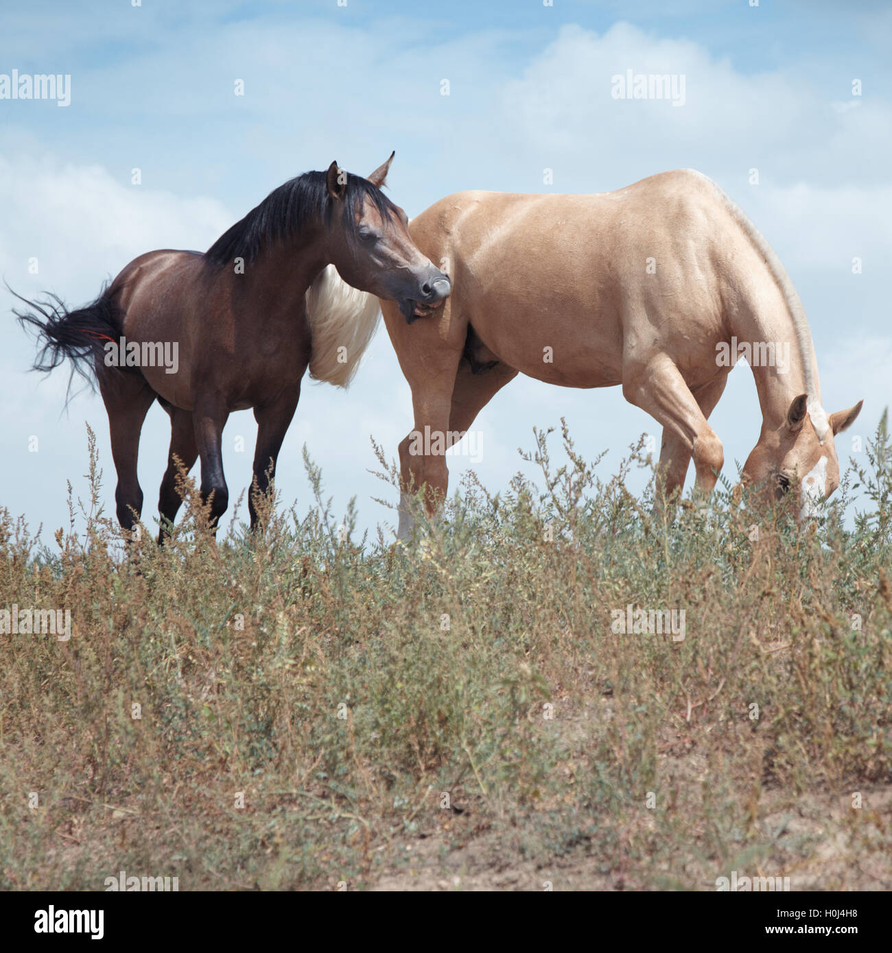 Hack cattle hi-res stock photography and images - Alamy