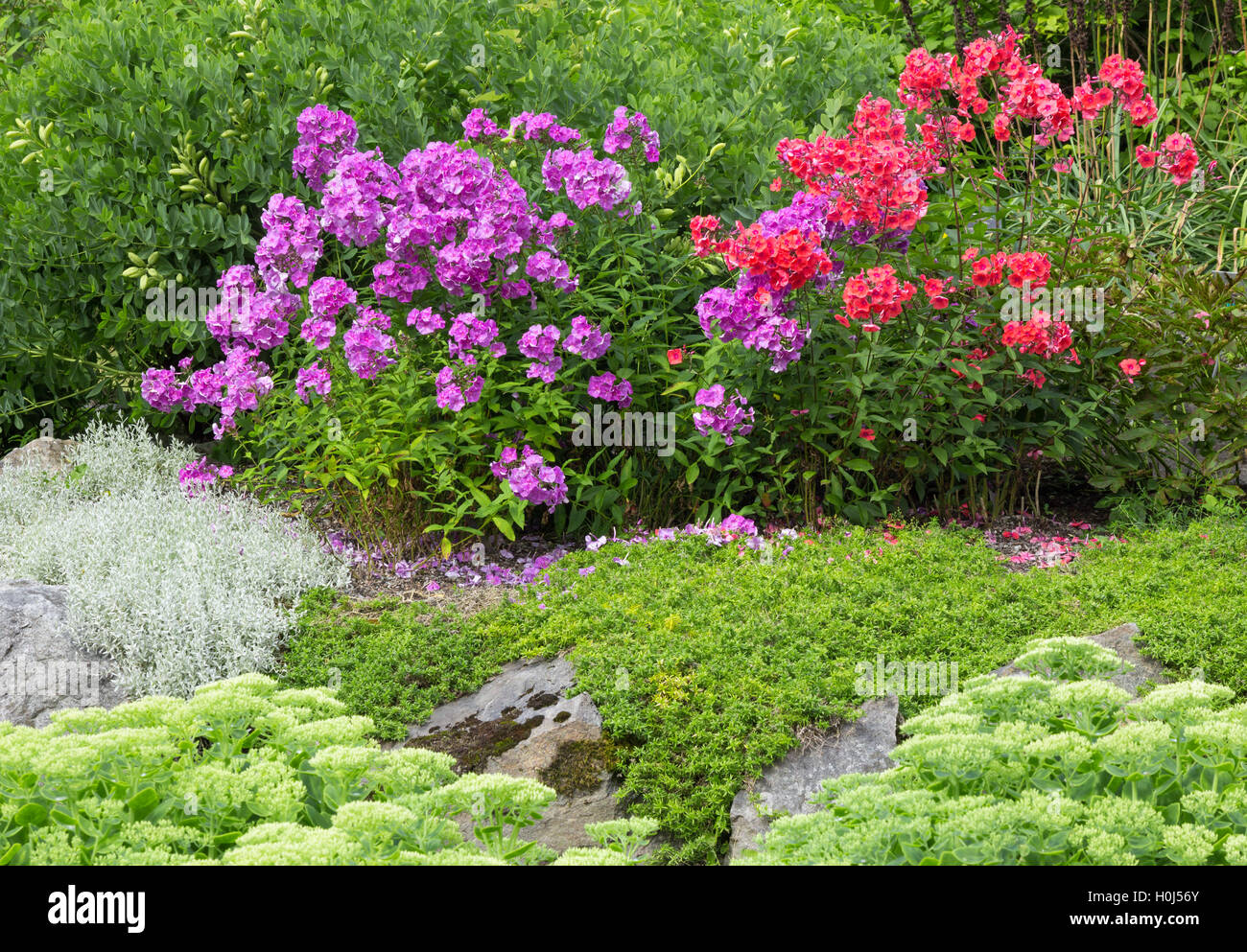 Garden with red and purple phlox Stock Photo