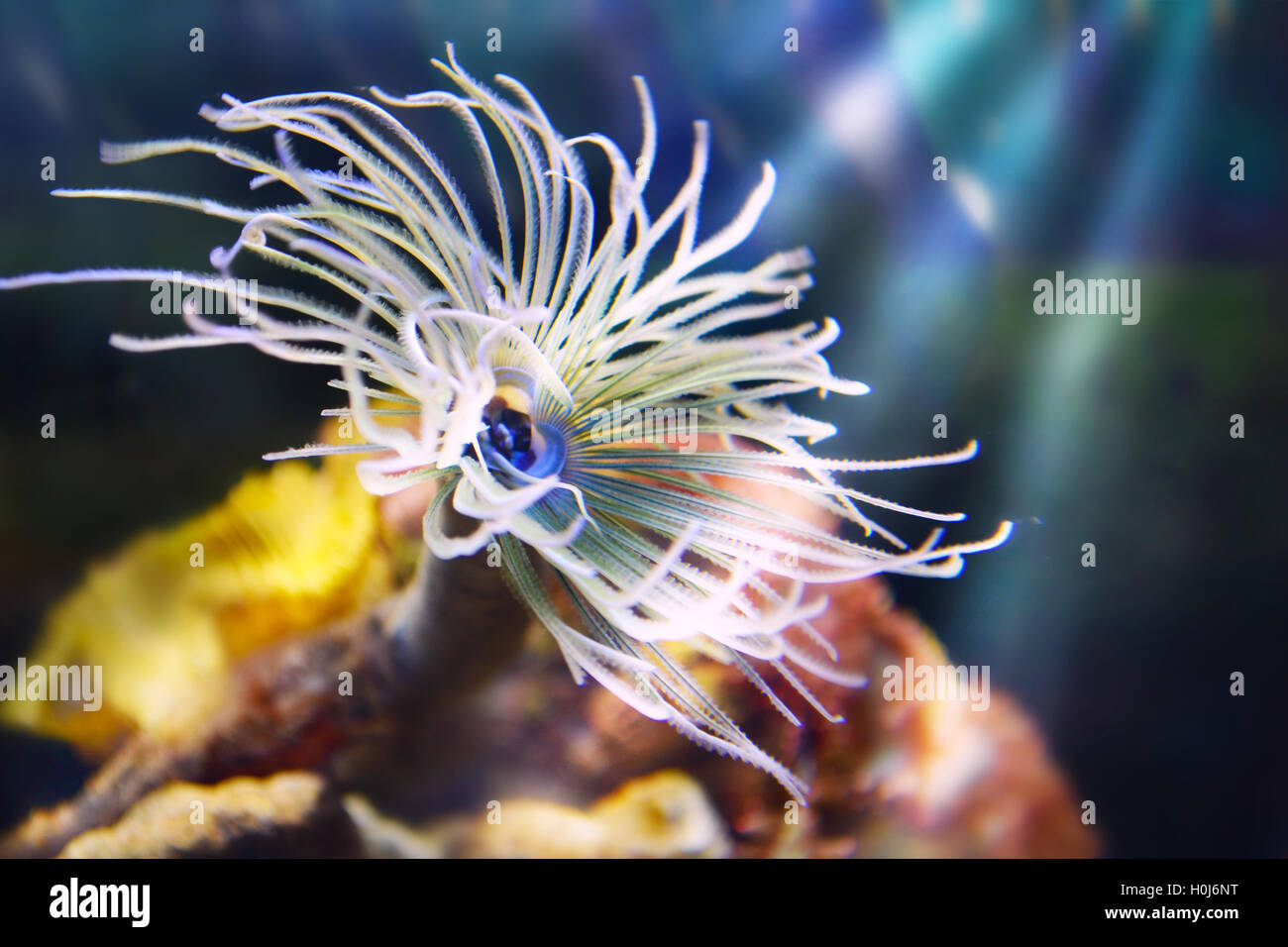 Anemones and corals Stock Photo