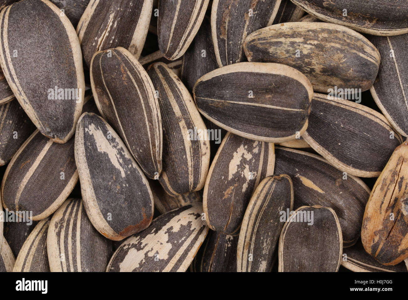 Background of sunflower black seeds Stock Photo - Alamy