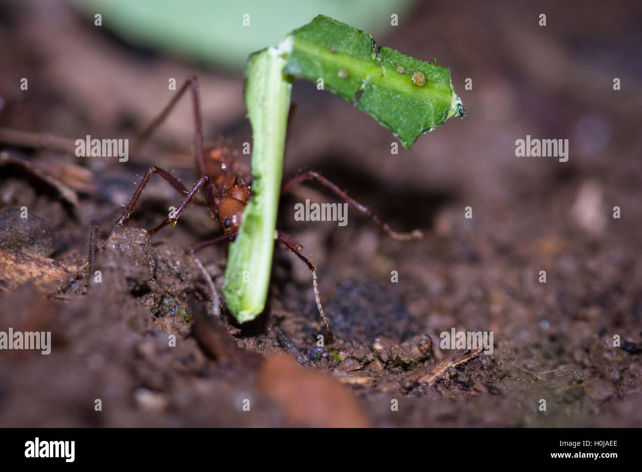 macho of working leaf cutter ants bringing fresh cut vegetation back to