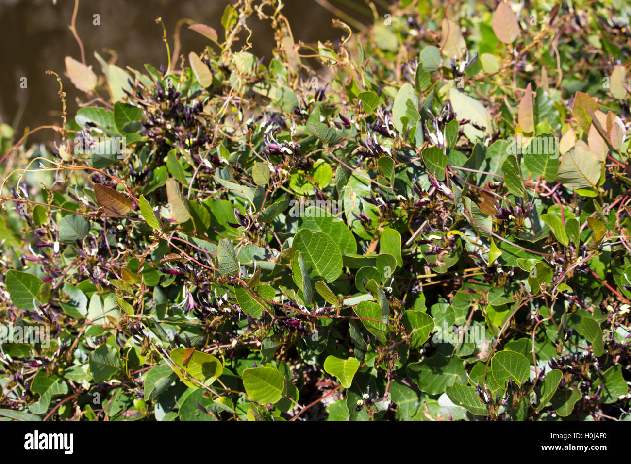 Unusual black and yellow West Australian wildflower black coral pea