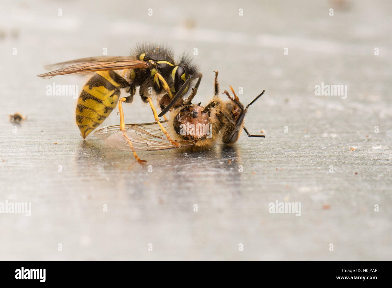 Wasp (Vespula) eating a honey bee that is still alive and moving