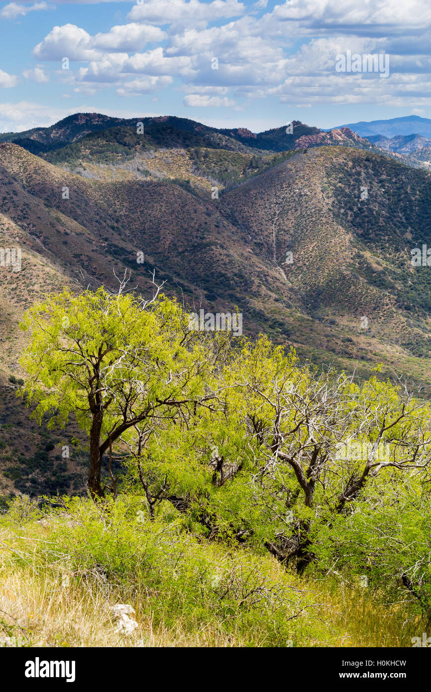 Mesquite trees overlooking lower elevations of the Superstition