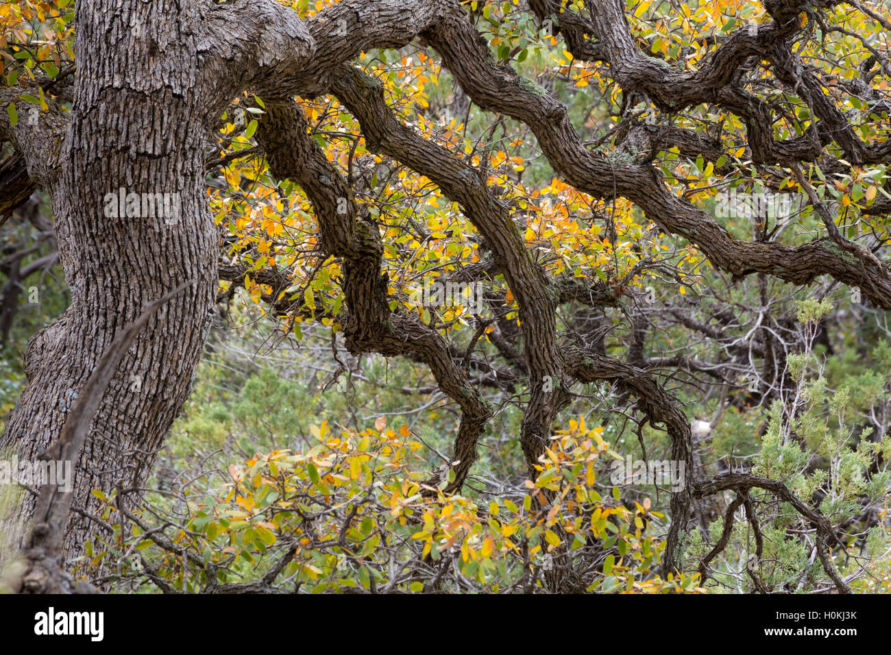Oak tree branches twisting and winding away from the main trunk in the Superstition Mountains. Tonto National Forest, Arizona Stock Photo