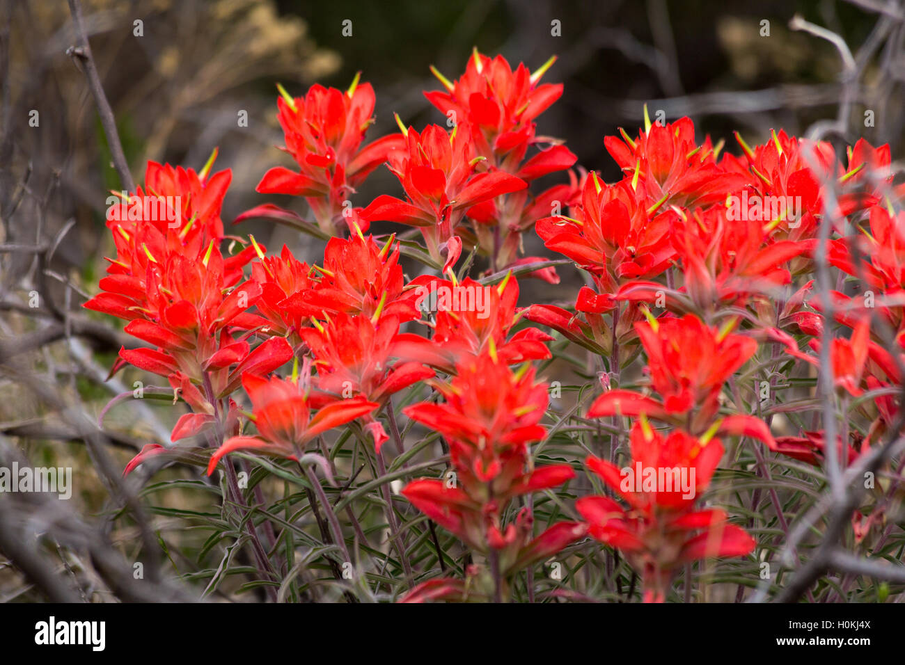 Indian paintbrush wildflowers blooming along the Reavis Trail in the