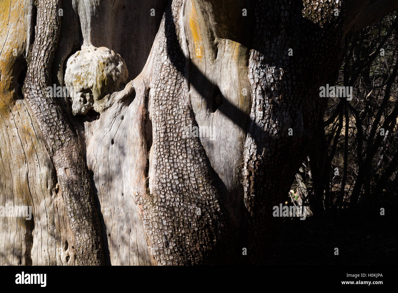 Reavis Ranch Juniper The trunk of a massive juniper tree along the Reavis Ranch Trail in the ...