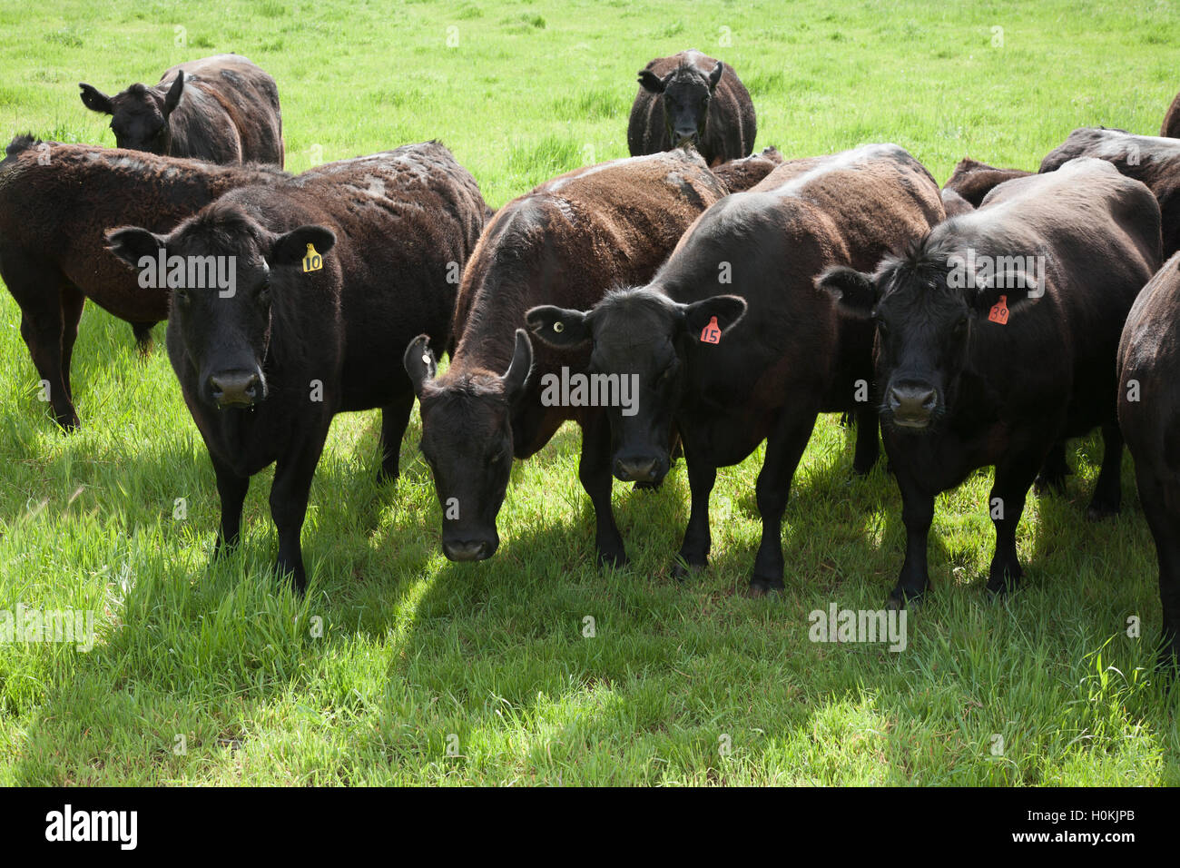 Black Angus cattle grazing on green pastures New South Wales Australia Stock Photo