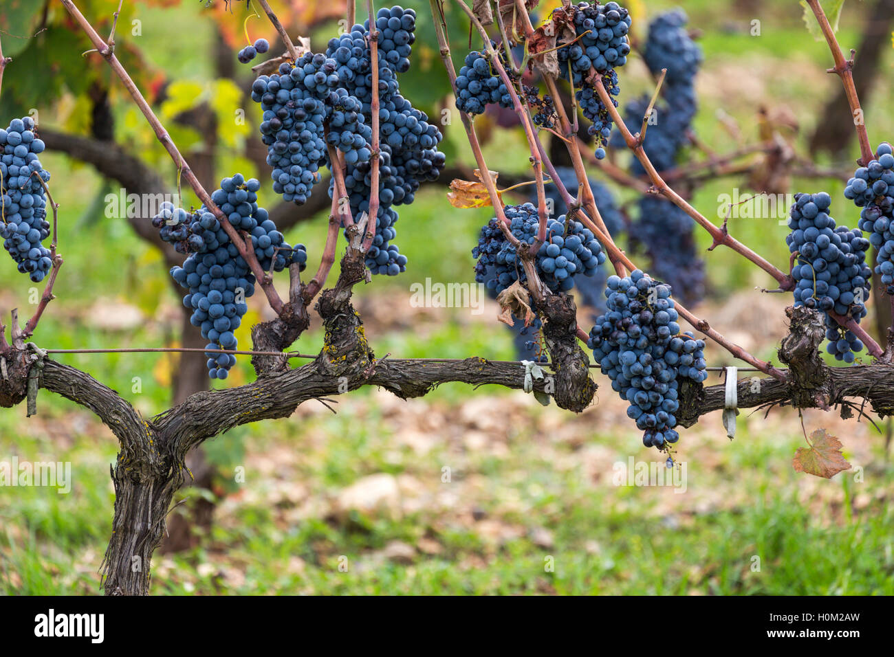 Black grapes hires stock photography and images Alamy