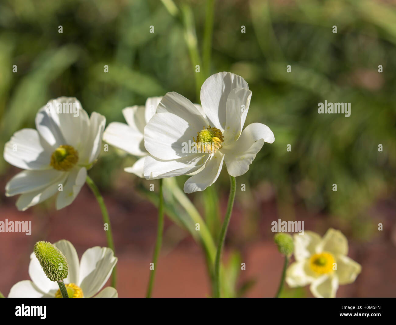 .Delicate snow white double  flowered Anemone a genus of 120 species of flowering plants in the family Ranunculaceae, native to the temperate zones  . Stock Photo