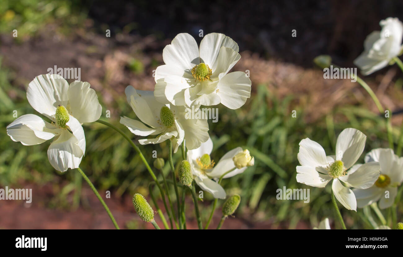 .Delicate snow white double  flowered Anemone a genus of 120 species of flowering plants in the family Ranunculaceae, native to the temperate zones  . Stock Photo
