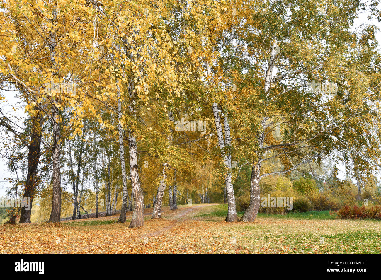Birch grove with yellow leaves in cloudy autumn Stock Photo