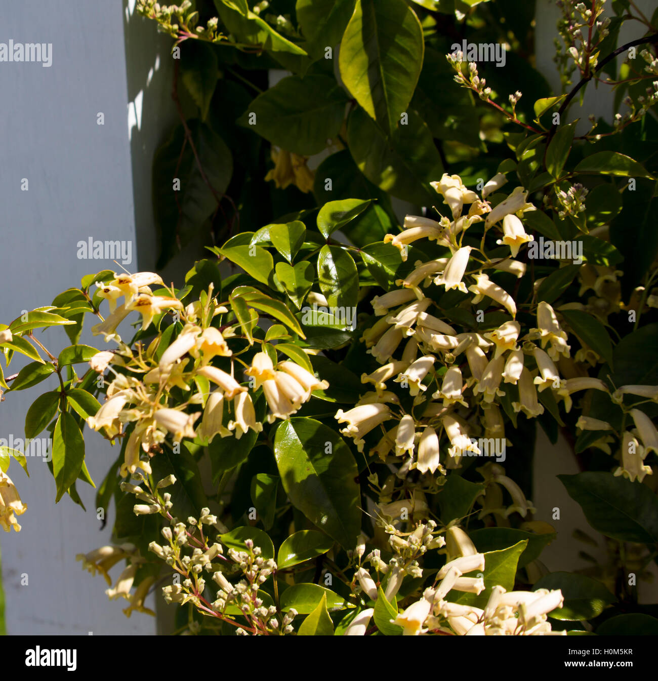 Pandorea pandorana West Australian wonga wonga vine with cream flowers  in  early spring adorns a white wooden fence with green leaves and clusters . Stock Photo