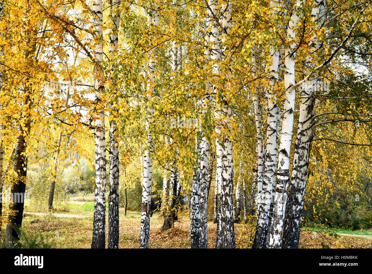 Birch grove with yellow leaves in cloudy day Stock Photo