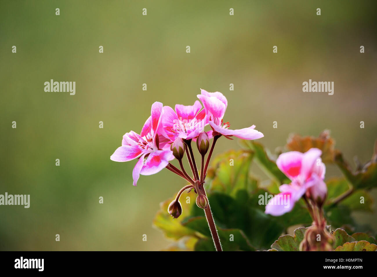 Pink bicolor geraniums in the home summer garden with shallow focus, summer flower Stock Photo