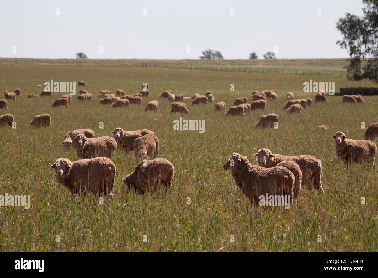 Sheep grazing on open grass pastures New South Wales Australia Stock Photo
