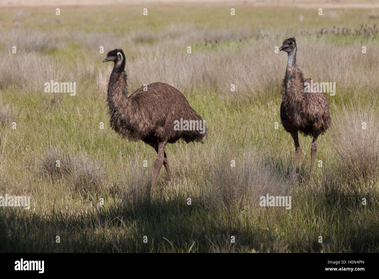 Australian flightless bird Emu New South Wales Australia Stock Photo