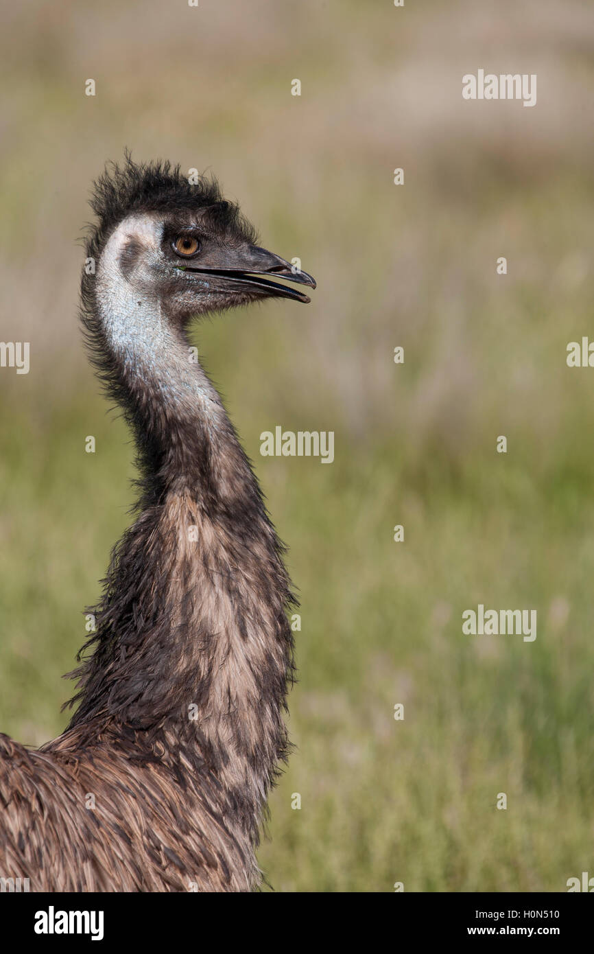 Portrait Close-Up of an Emu Stock Photo