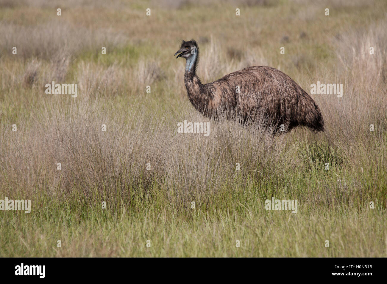 Australian flightless bird Emu New South Wales Australia Stock Photo