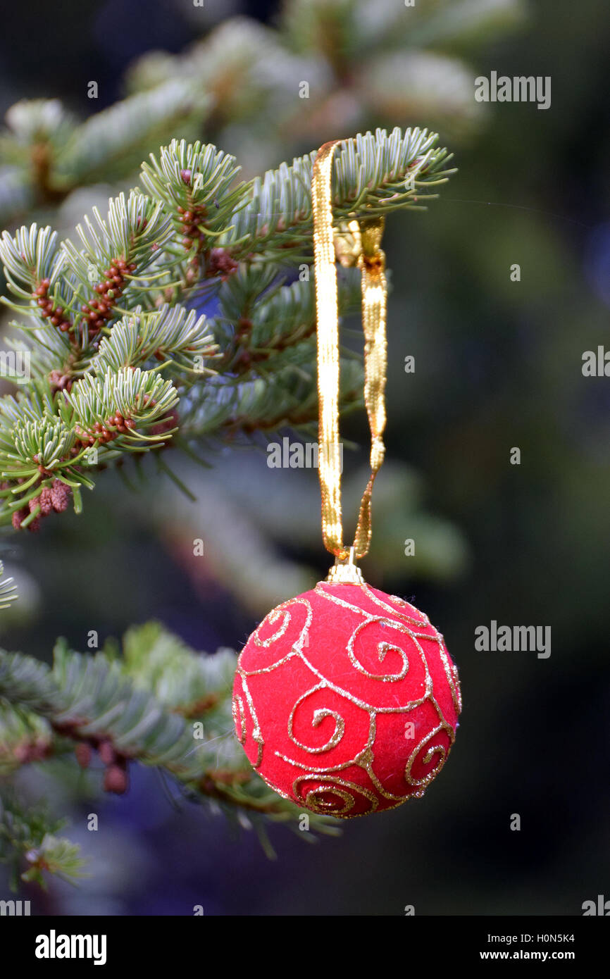 Red Christmas ball hanging on a Christmas tree. Stock Photo