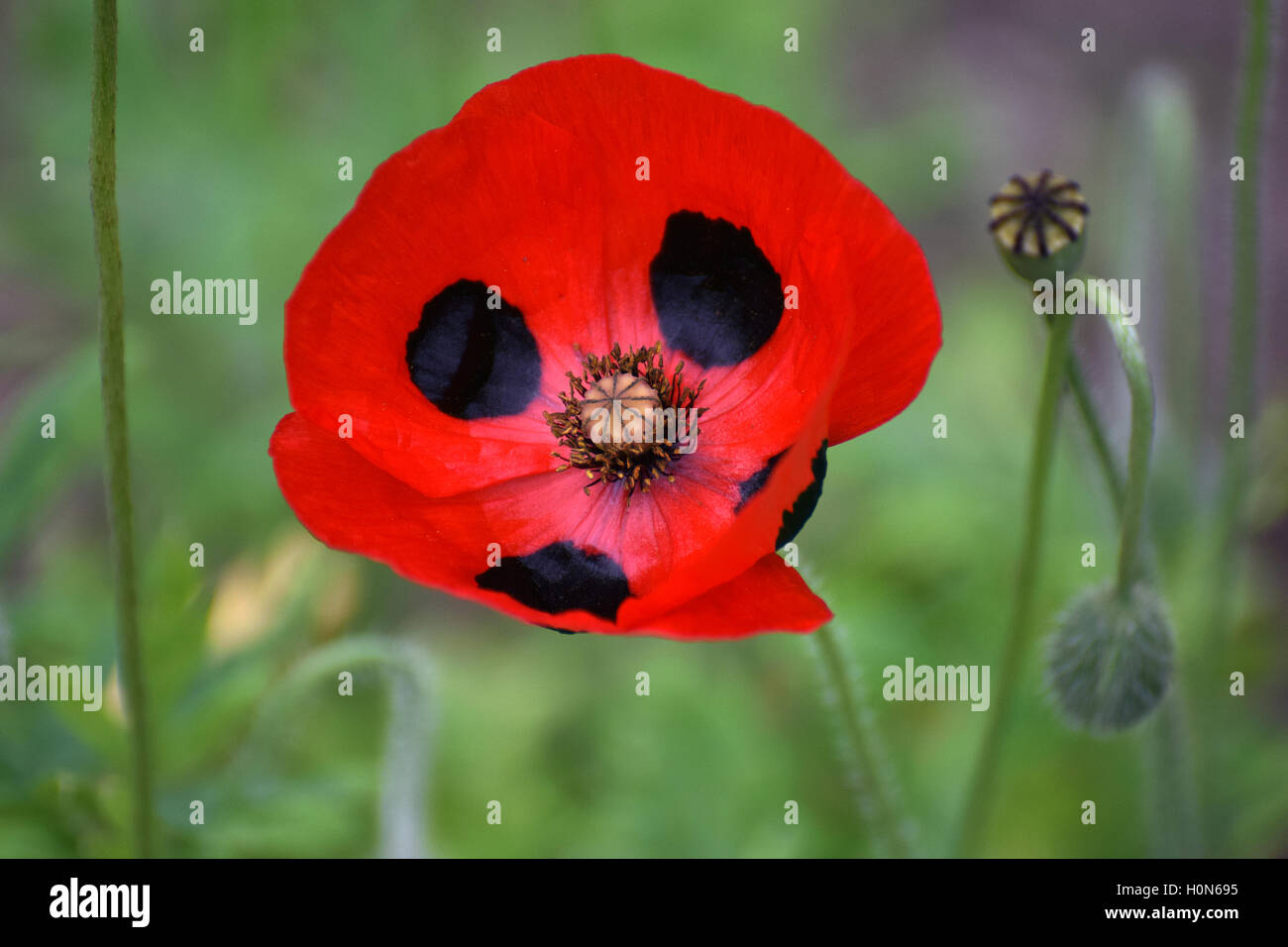 Flower of Papaver commutatum, Ladybird Stock Photo