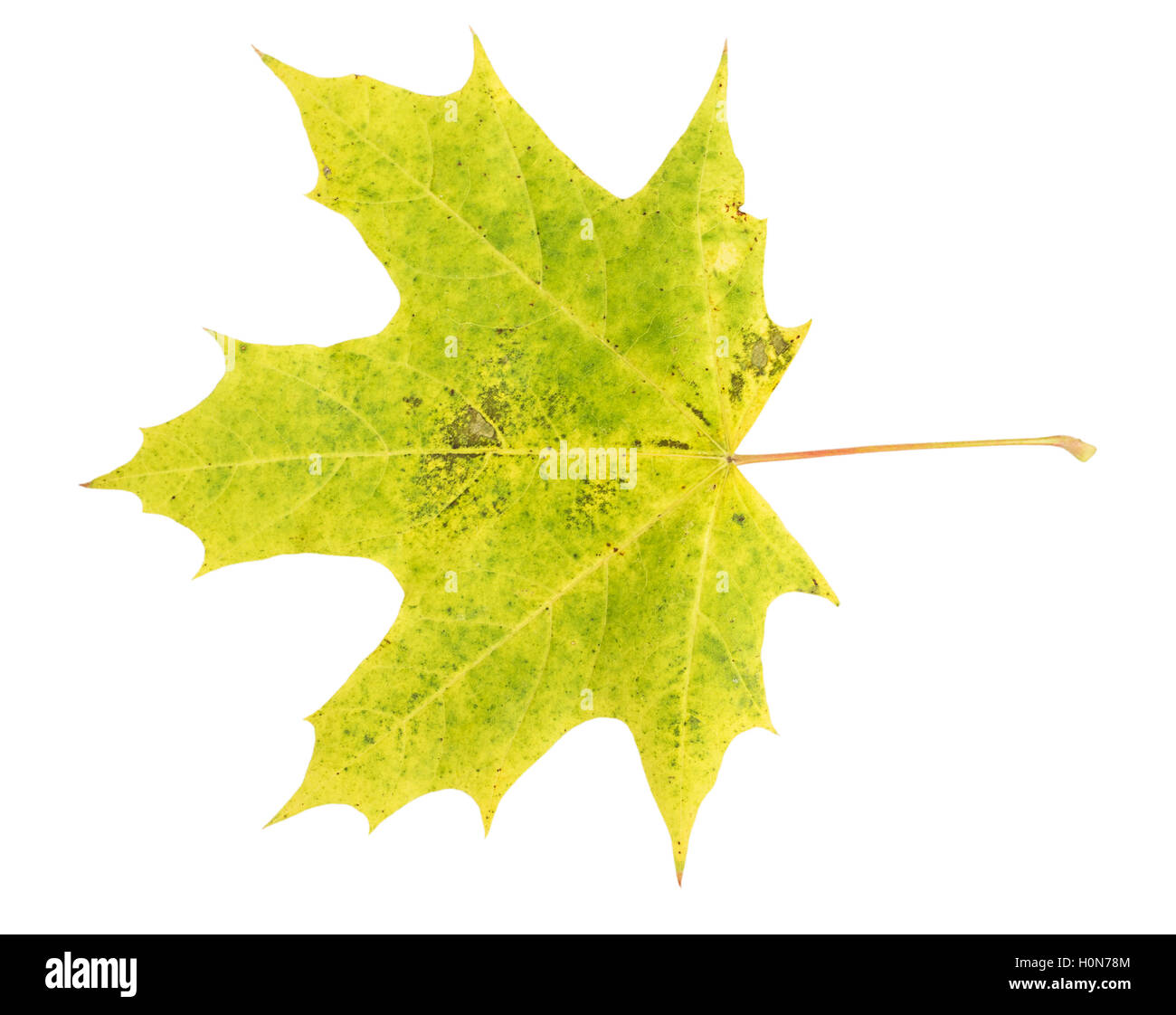 Green maple leaf isolated on a white background Stock Photo - Alamy
