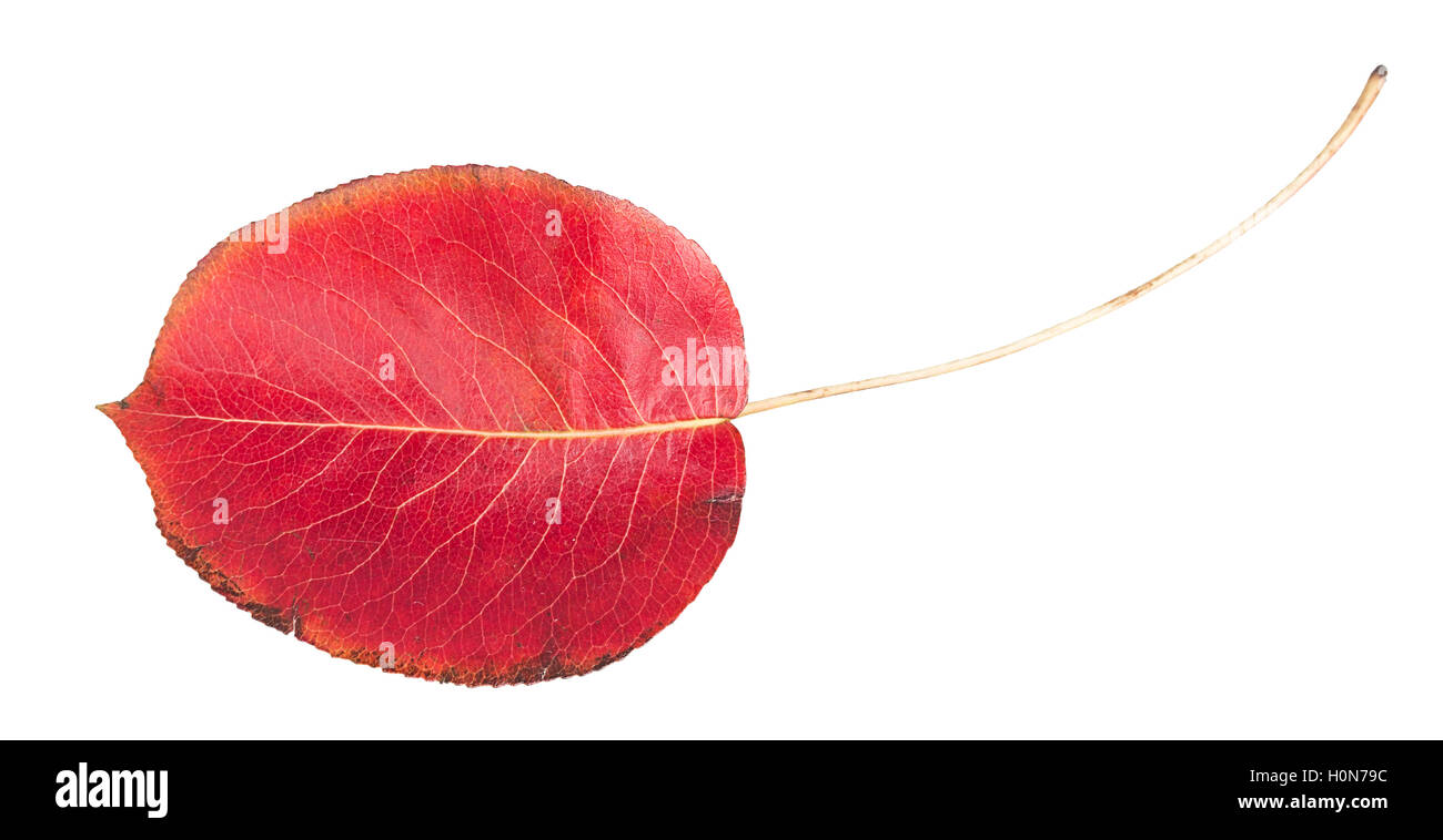 Red autumn leaf isolated on a white background Stock Photo - Alamy