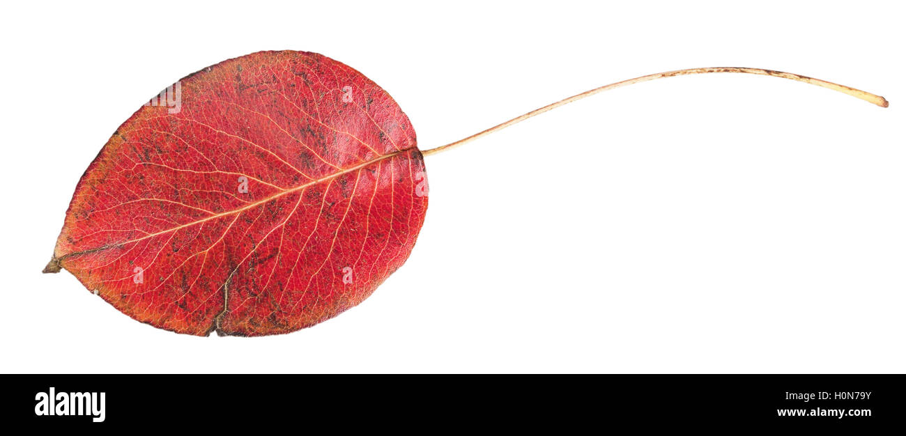 Red autumn leaf isolated on a white background Stock Photo - Alamy
