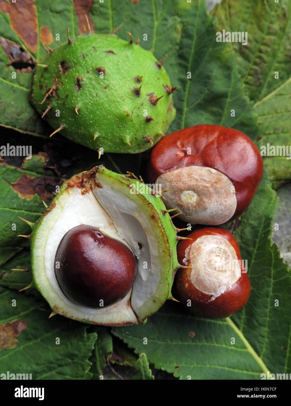 Horse Chestnuts, perfect for making autumn conkers in England, UK Stock Photo