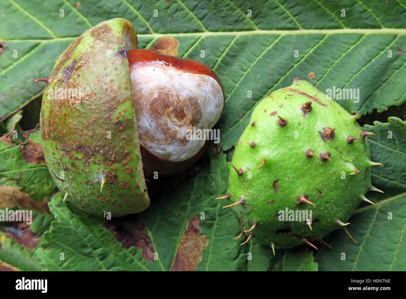 Horse Chestnuts, perfect for making autumn conkers in England, UK Stock Photo