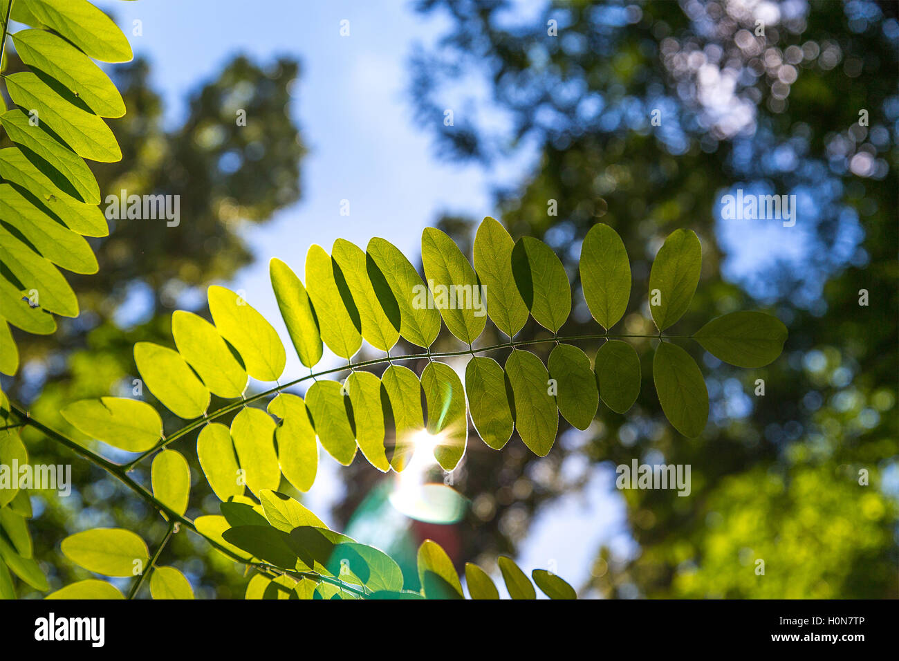 Rays sunlight way through leaves hi-res stock photography and images ...
