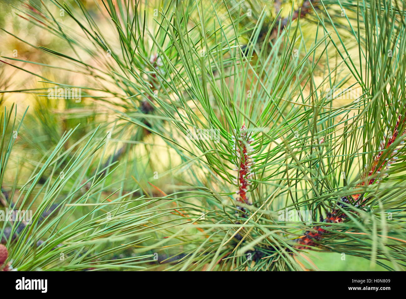 a branch of pine needles close-up Stock Photo - Alamy