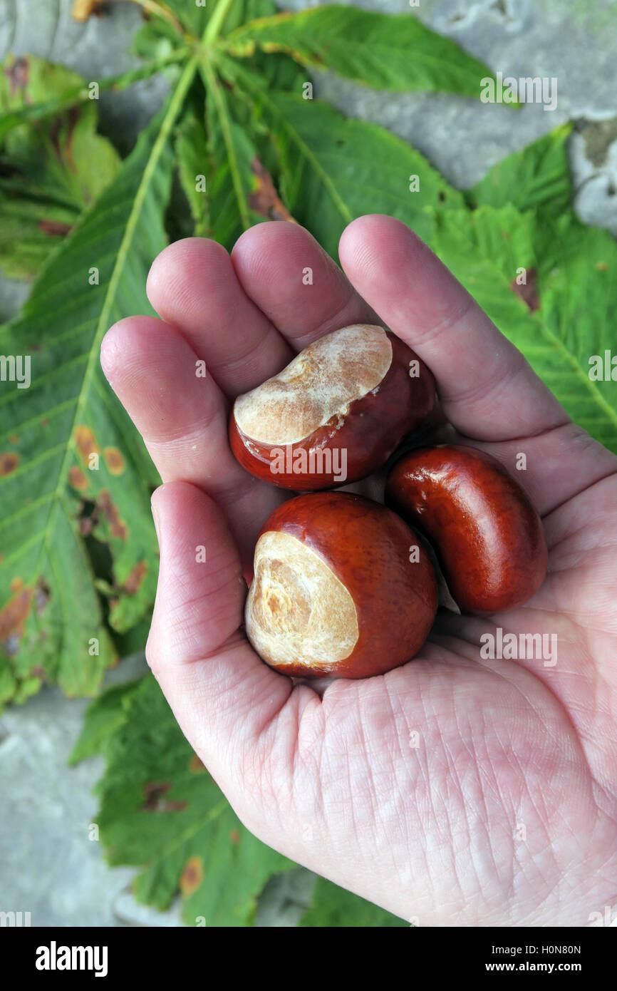 Horse Chestnuts, perfect for making autumn conkers in England, UK Stock Photo