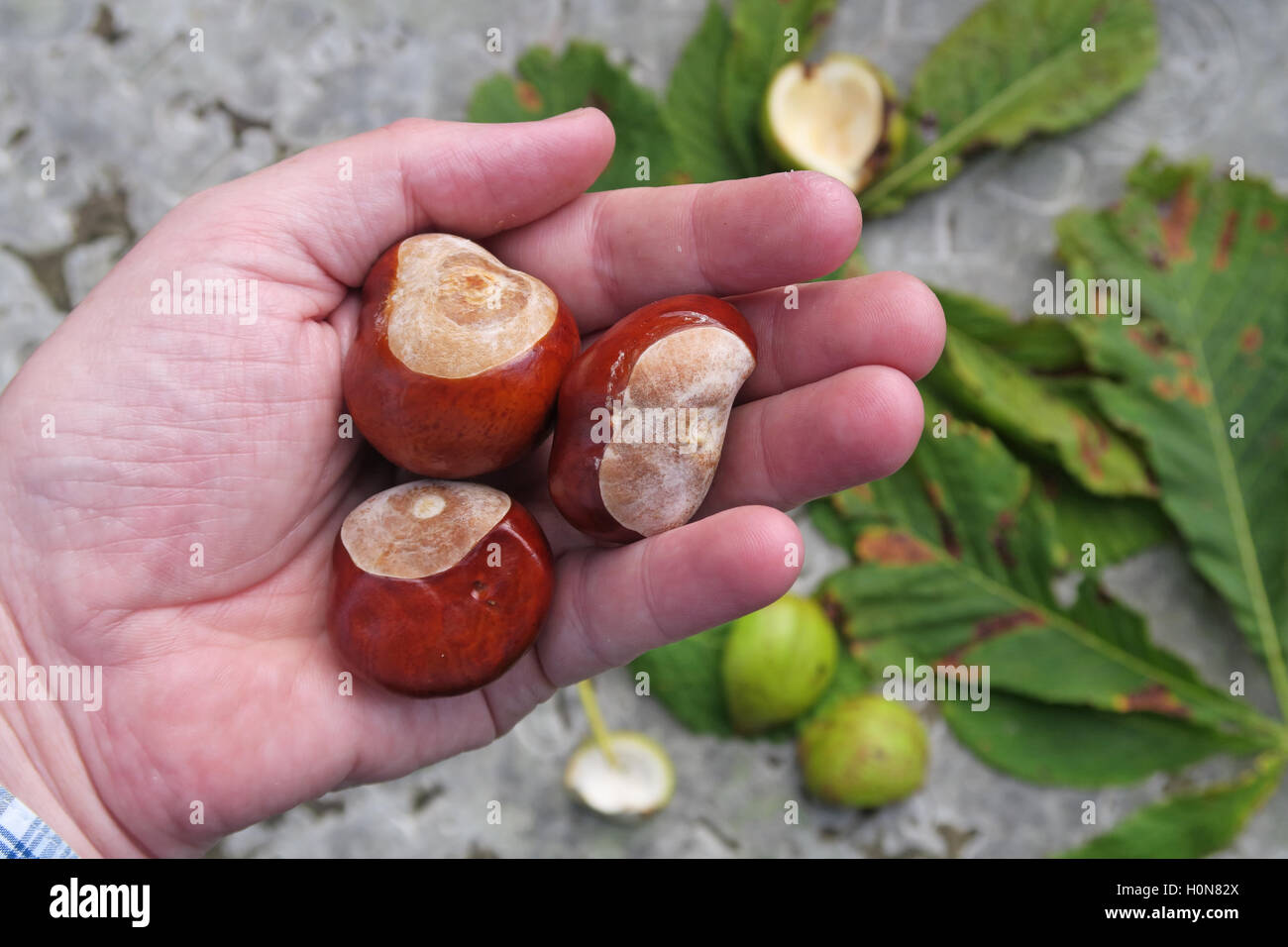 Horse Chestnuts, perfect for making autumn conkers in England, UK Stock Photo