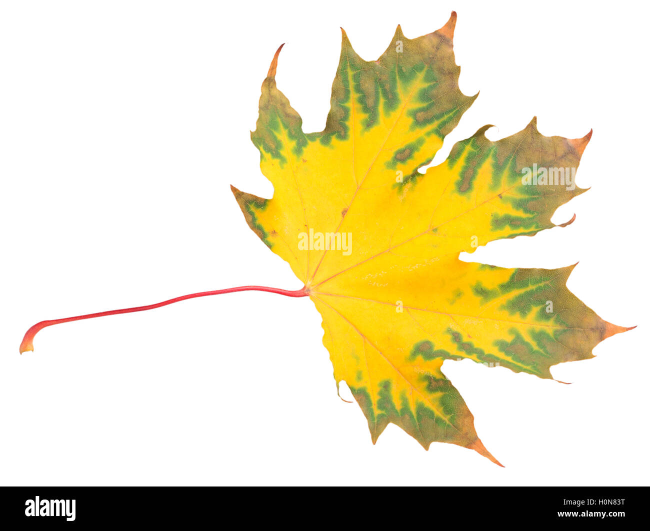 Yellow maple leaf isolated on a white background Stock Photo - Alamy