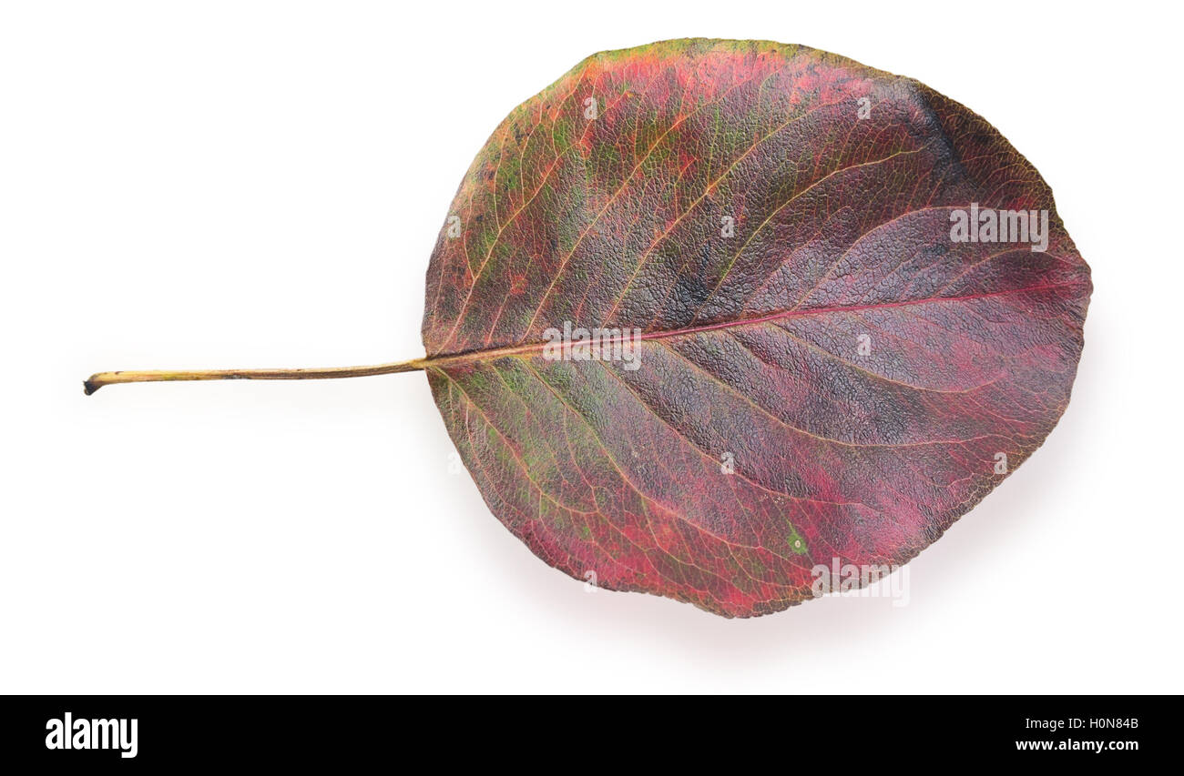 Red autumn leaf isolated on a white background Stock Photo - Alamy