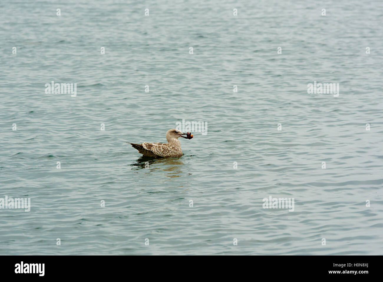 Juvenile lesser black backed gull (Larus fuscus) swimming in sea with food in beak. Stock Photo