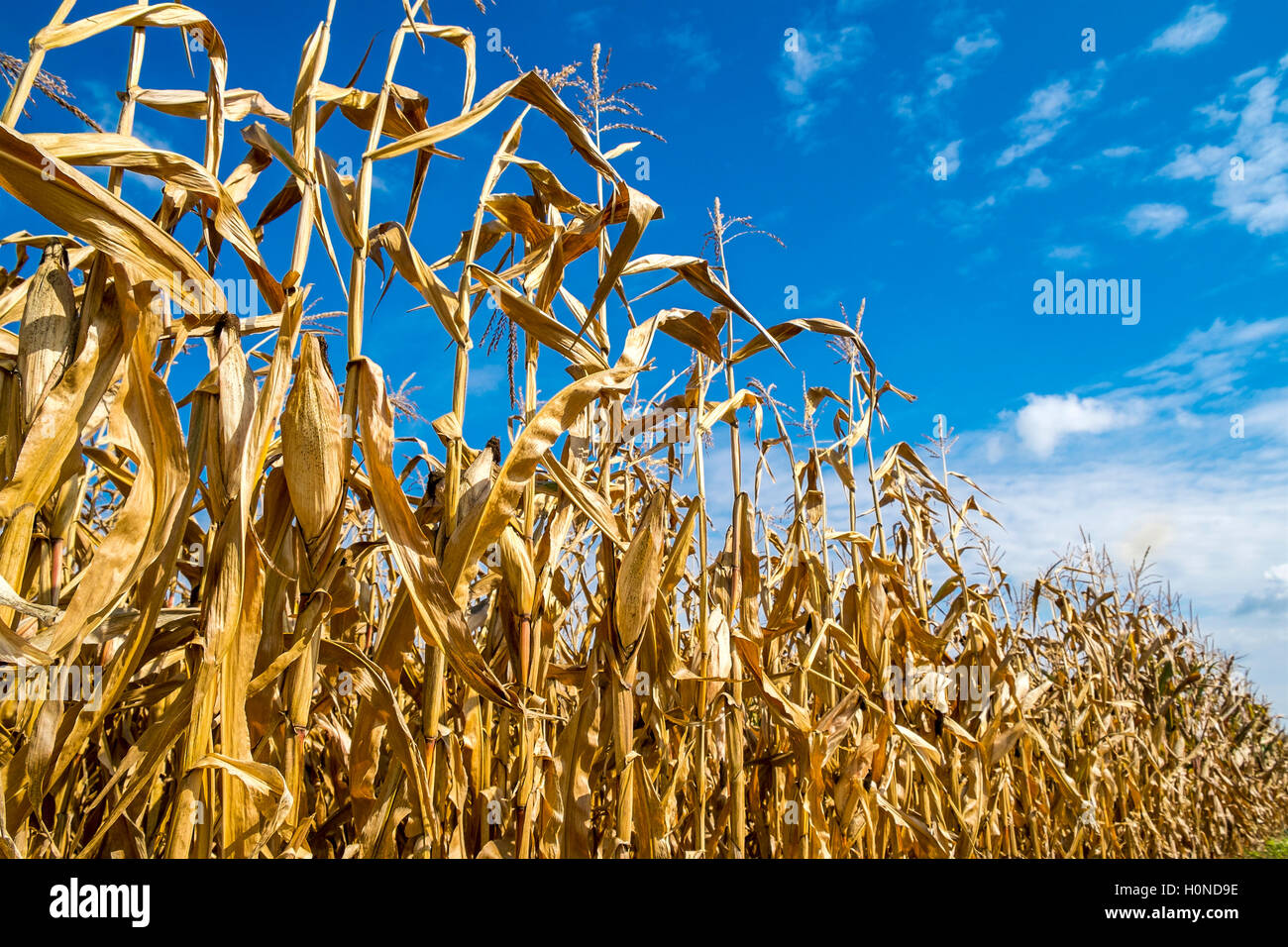 Field of Sweet Corn ripening France Stock Photo Alamy