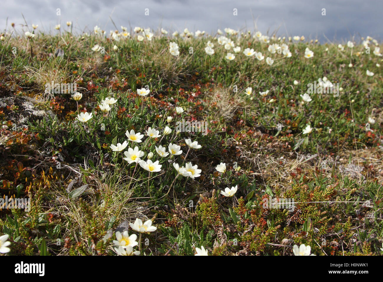 Mountain avens (Dryas octopetala), tundra, Fjäll, Northern Norway, Norway, Scandinavia Stock Photo