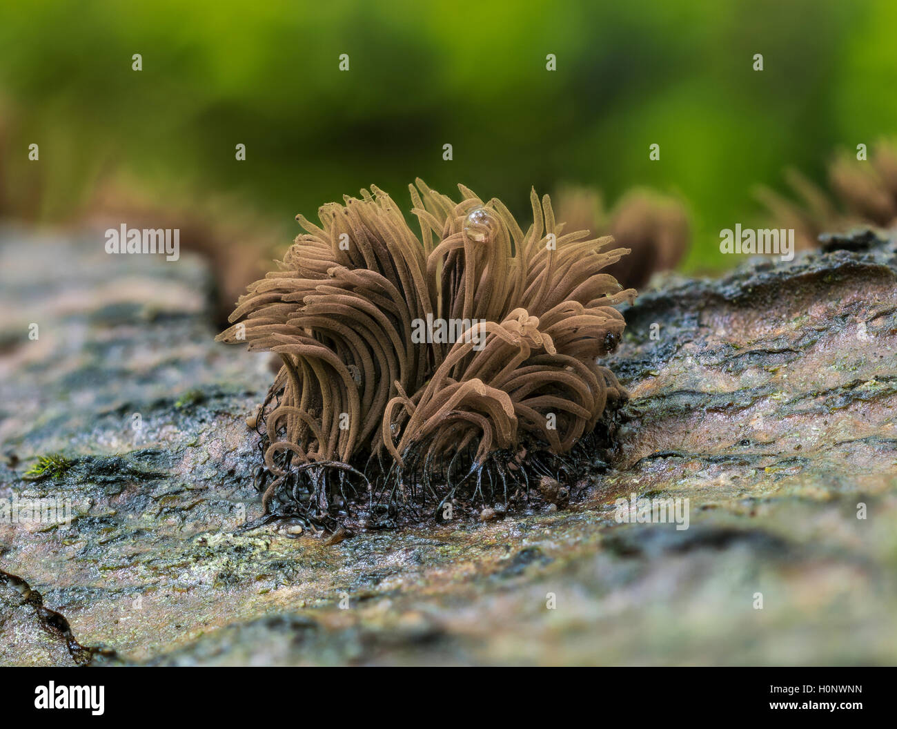 Gemeines Fadenstäubchen (Stemonitis axifera), reifer Schleimpilz mit Sporen Stock Photo